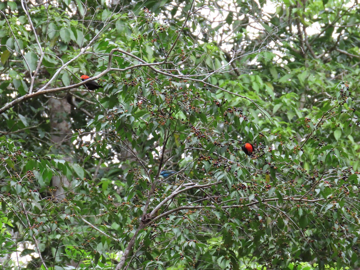 Red-capped Manakin - ML575137231