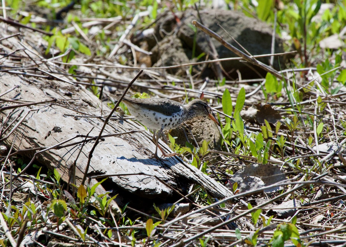 Spotted Sandpiper - Claire  Halpin