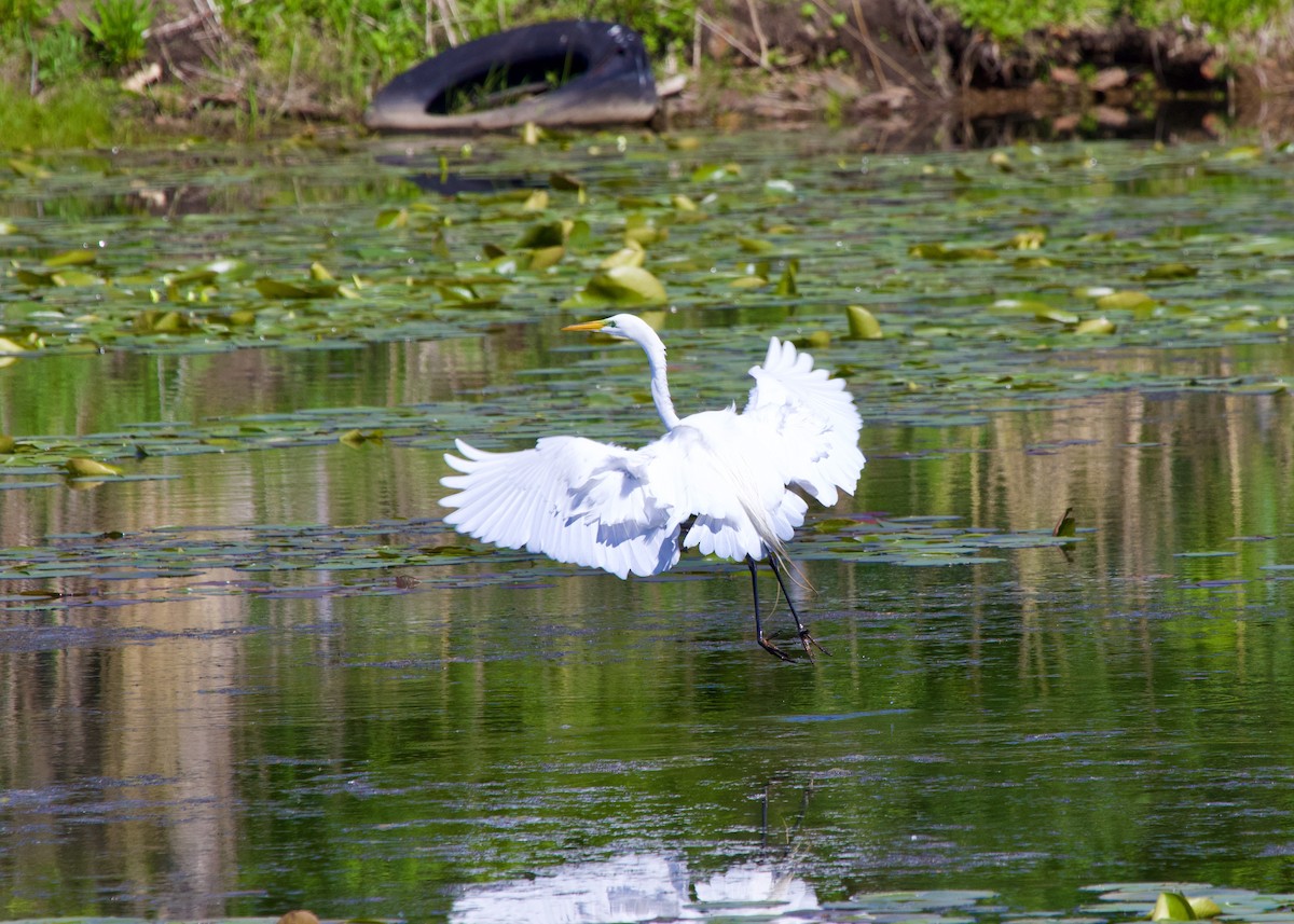 Great Egret - Claire  Halpin