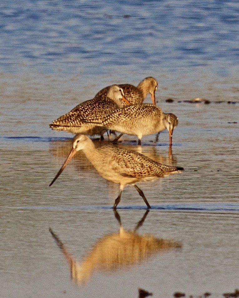 Marbled Godwit - Jack & Holly Bartholmai