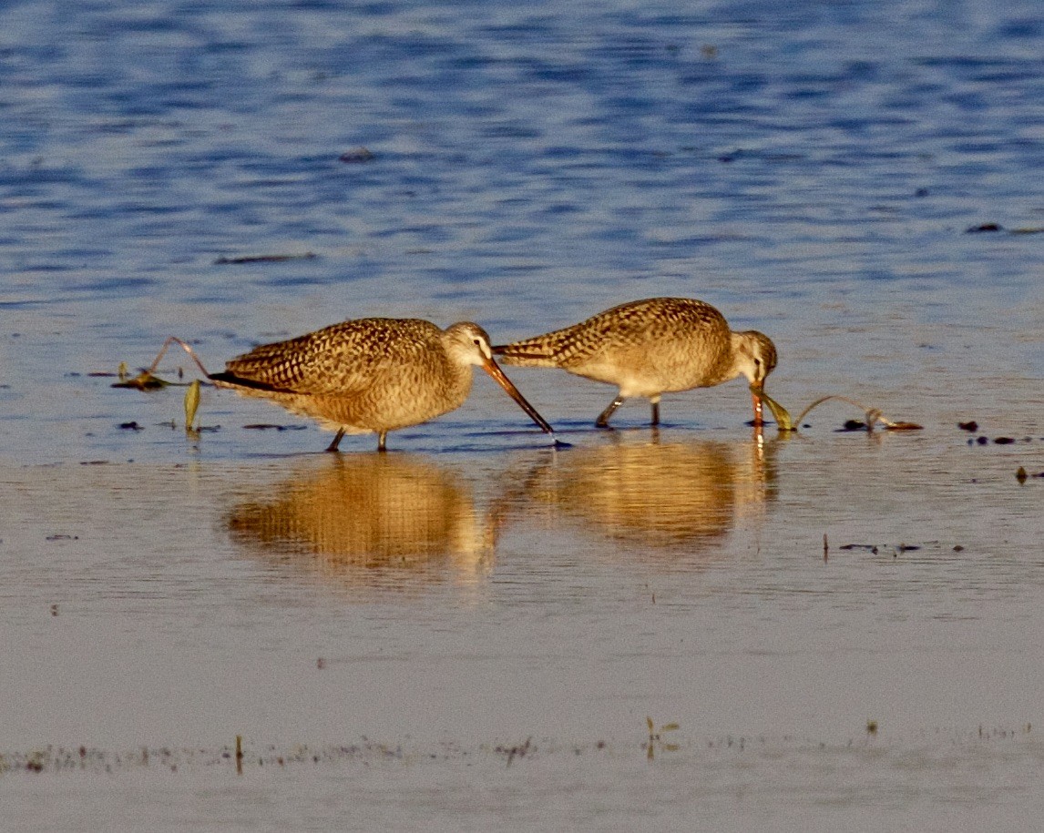 Marbled Godwit - ML575137981