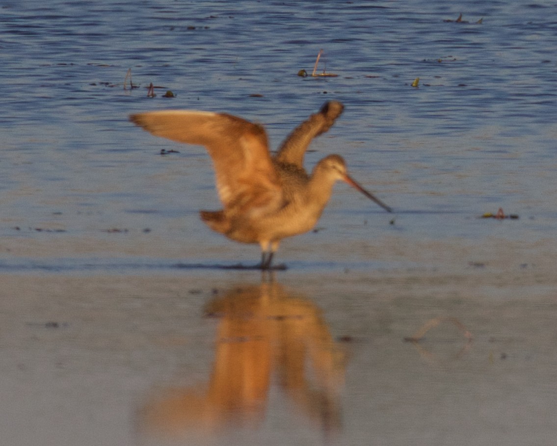 Marbled Godwit - ML575137991