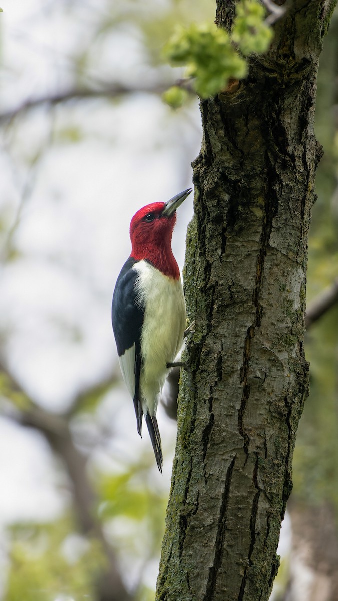 Red-headed Woodpecker - David Trochanowski