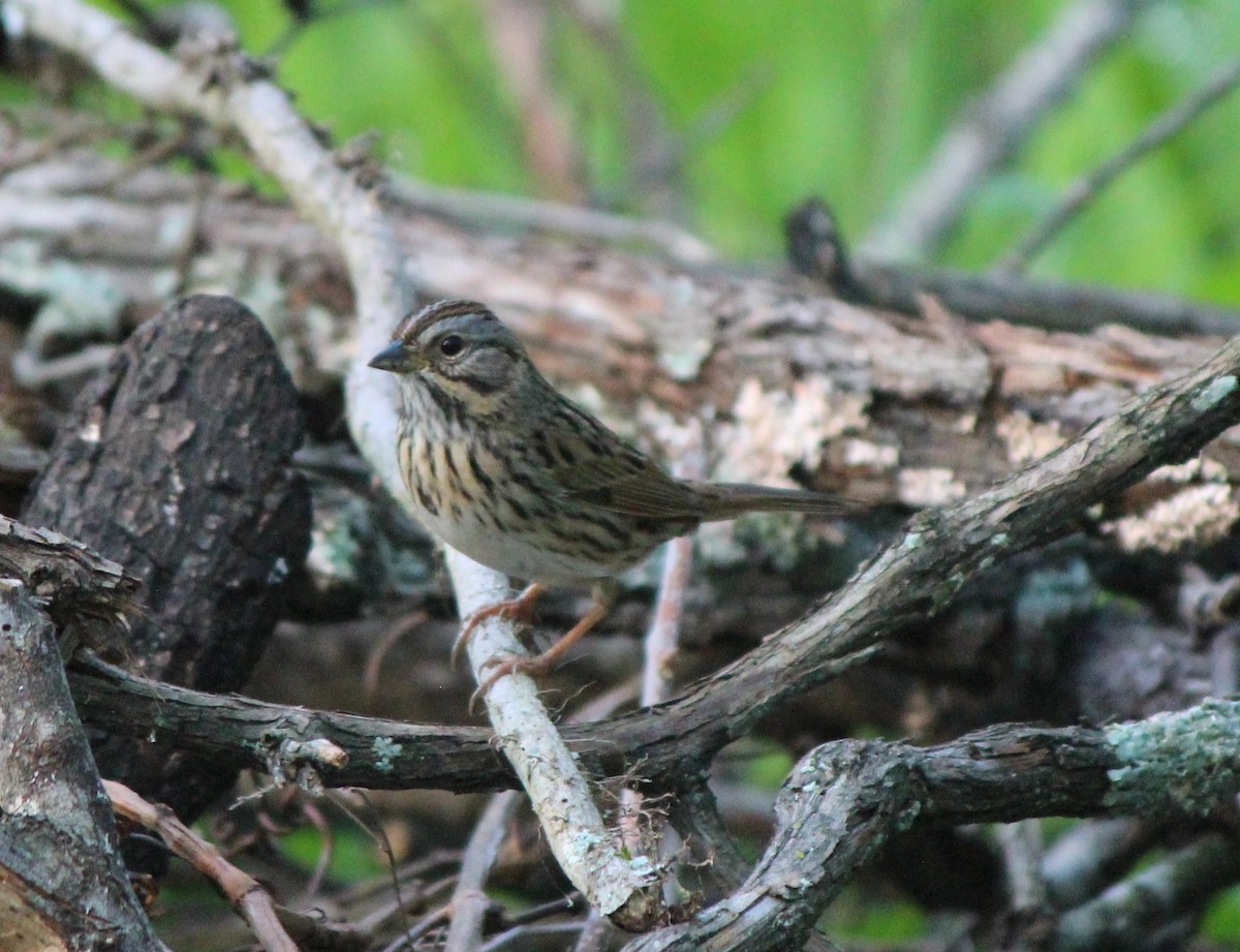 Lincoln's Sparrow - ML57513921