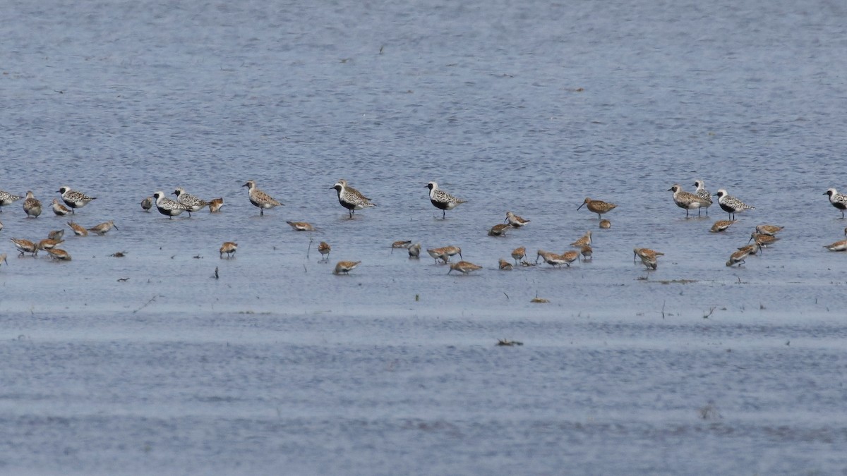 Black-bellied Plover - ML575139641