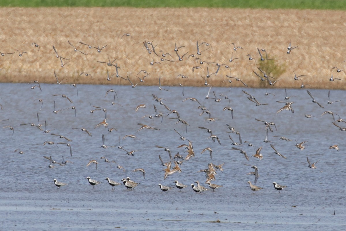 Black-bellied Plover - ML575139651