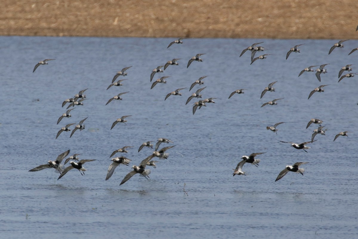 Black-bellied Plover - Steven  Thompson