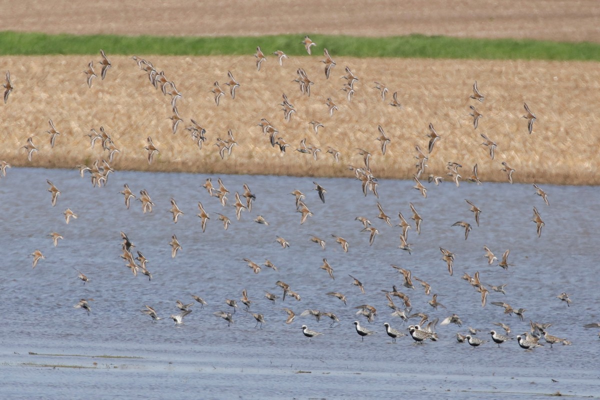 Black-bellied Plover - ML575139671