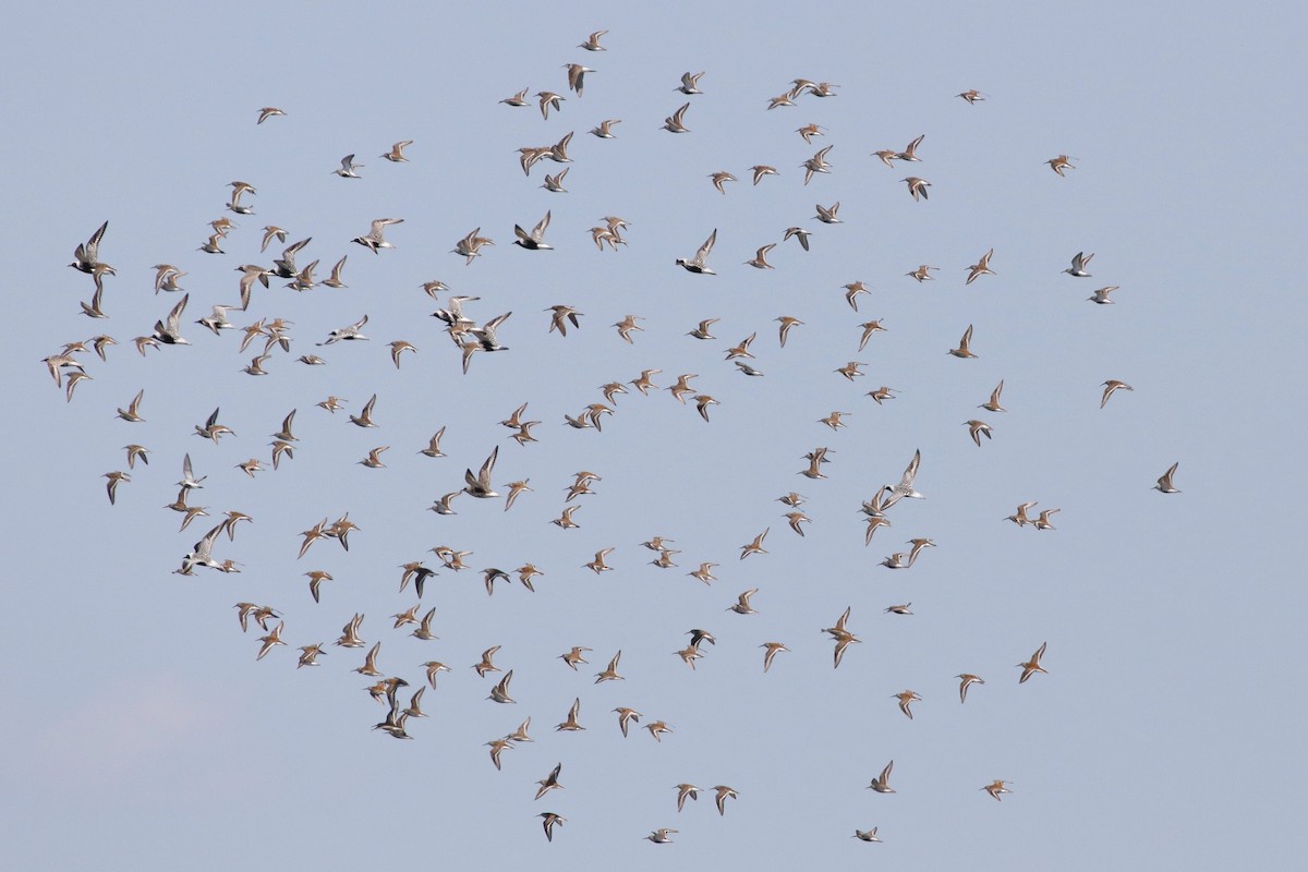 Black-bellied Plover - ML575139681