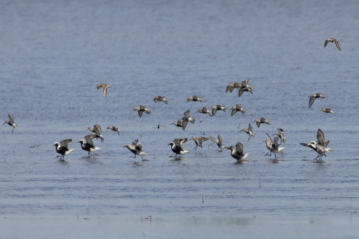 Black-bellied Plover - Steven  Thompson