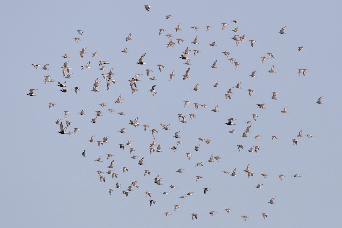 Black-bellied Plover - Steven  Thompson