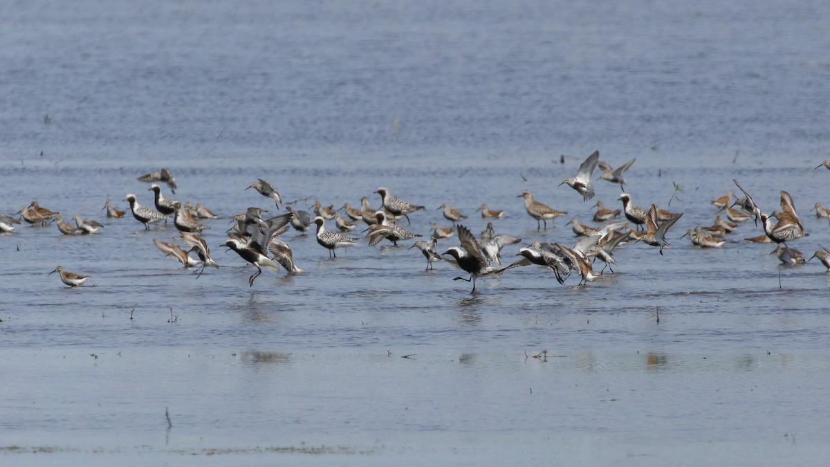 Black-bellied Plover - ML575139711