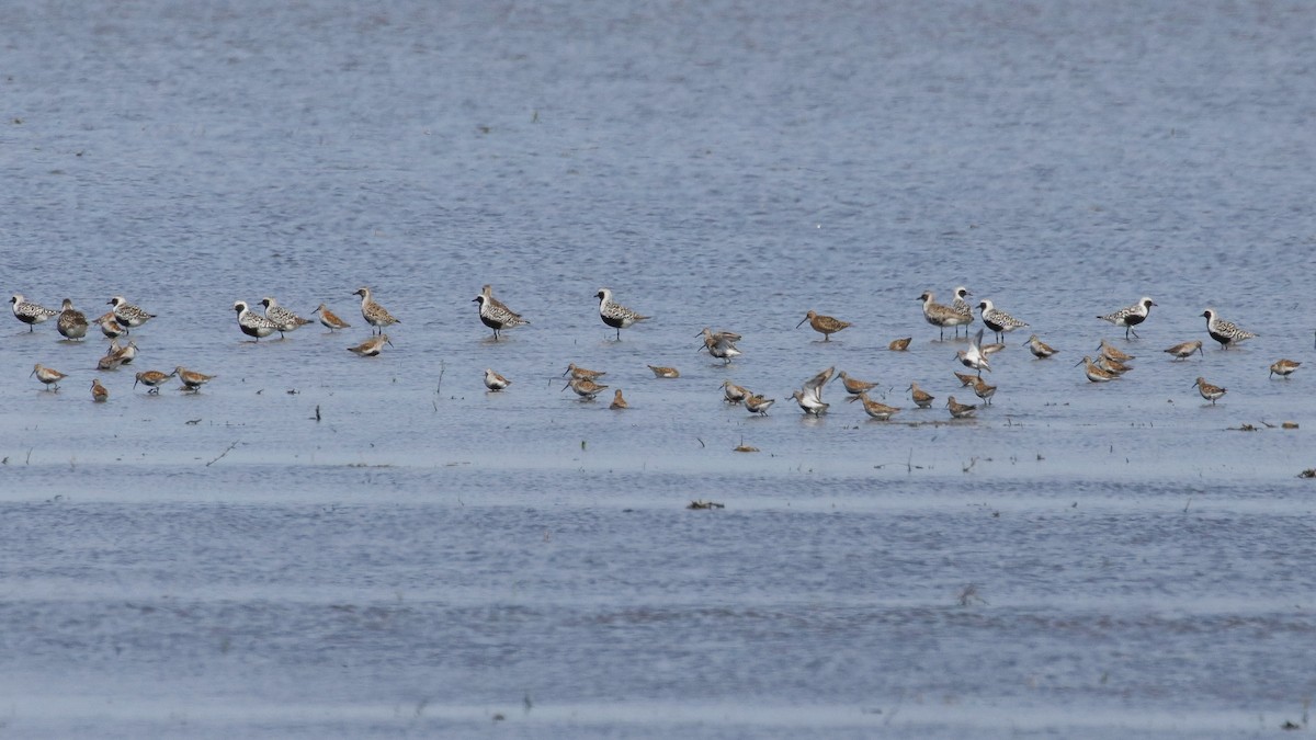 Dunlin - ML575140121