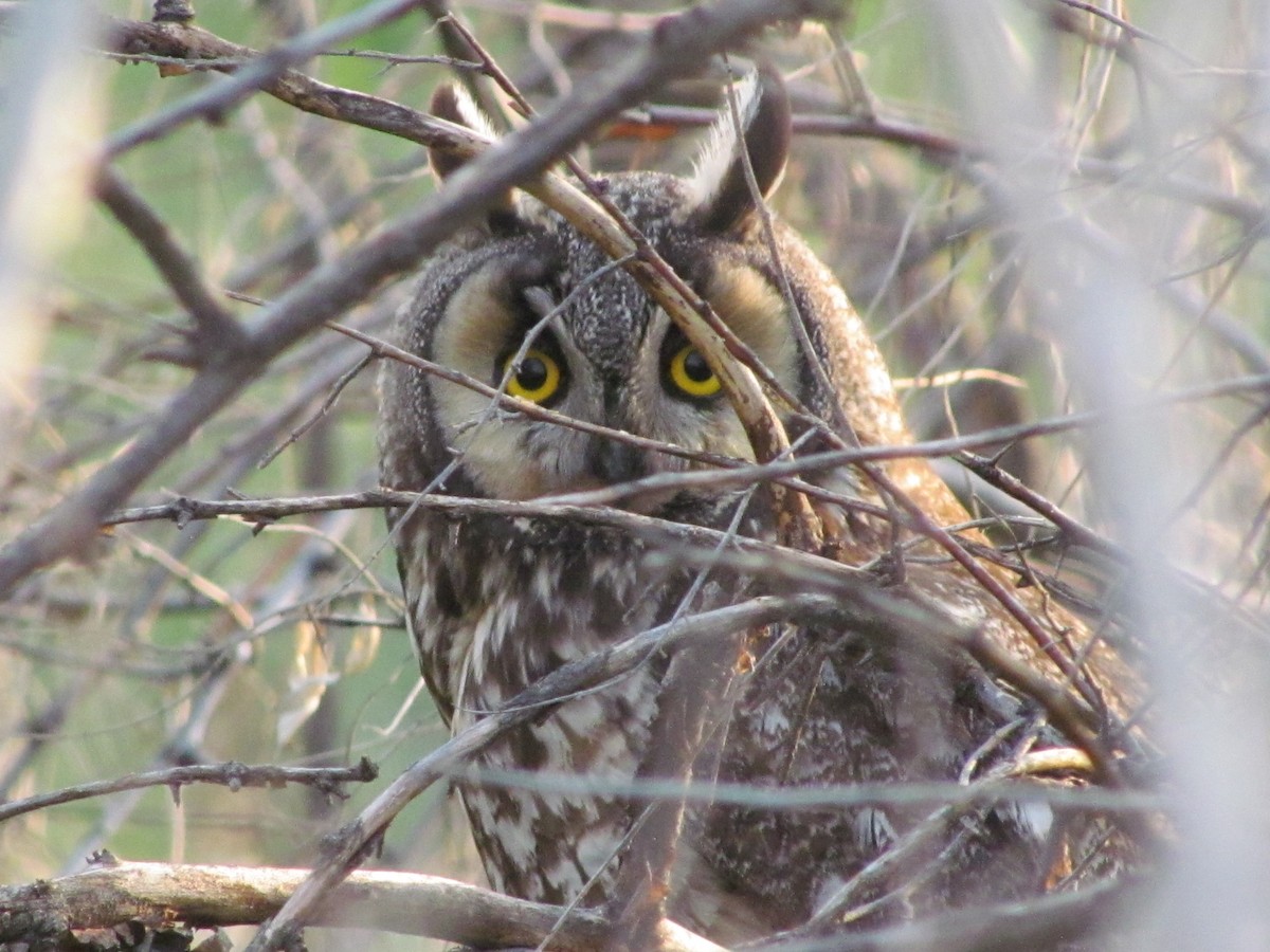 Long-eared Owl - ML575140331