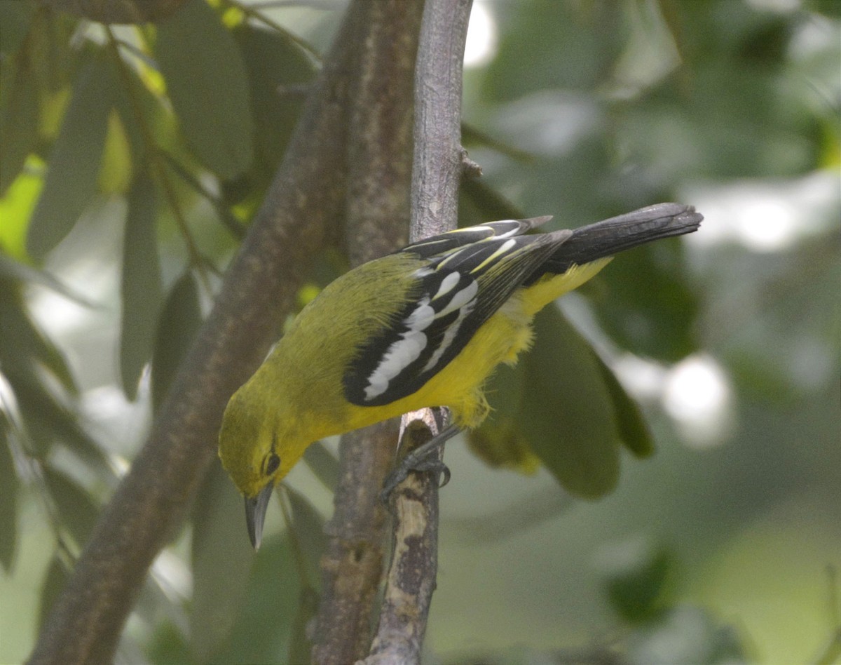 Common Iora - ML575140961