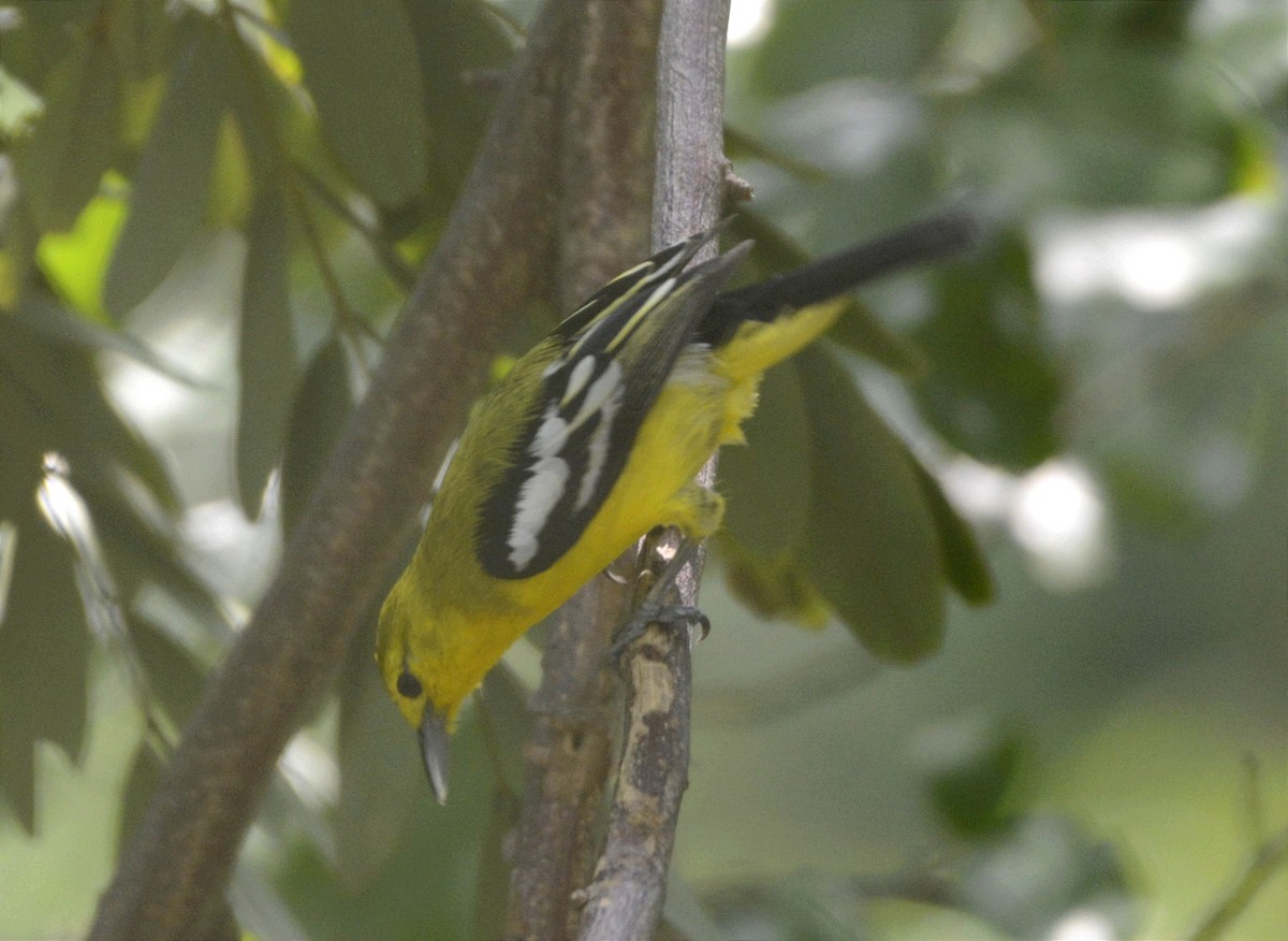 Common Iora - ML575140971
