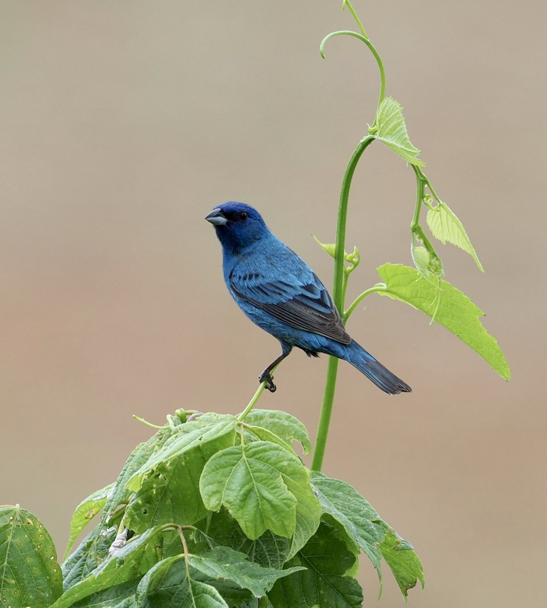 Indigo Bunting - Yve Morrell