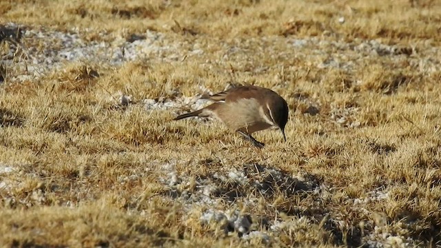 Cream-winged Cinclodes - ML575141281