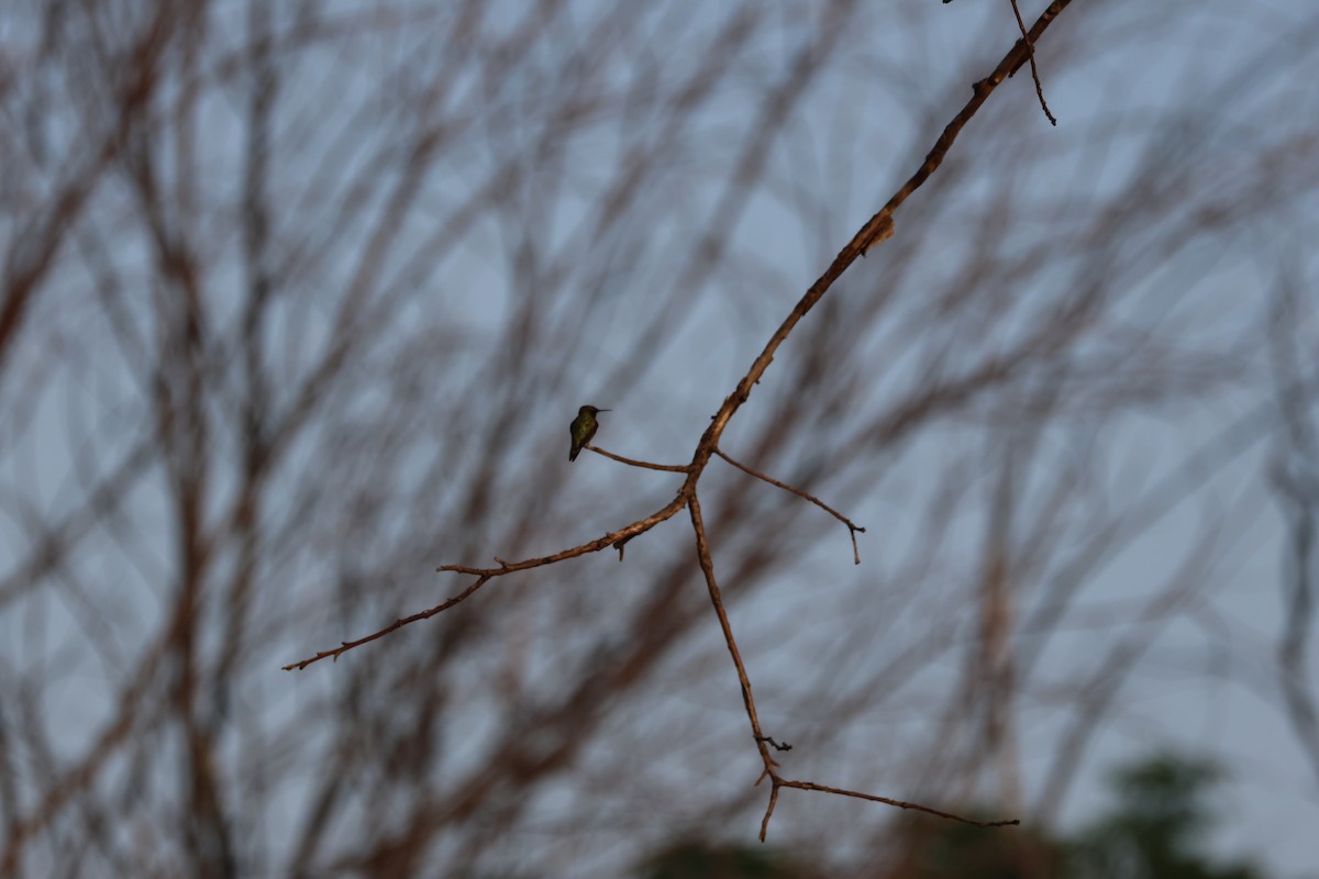 Ruby-throated Hummingbird - ML575141391