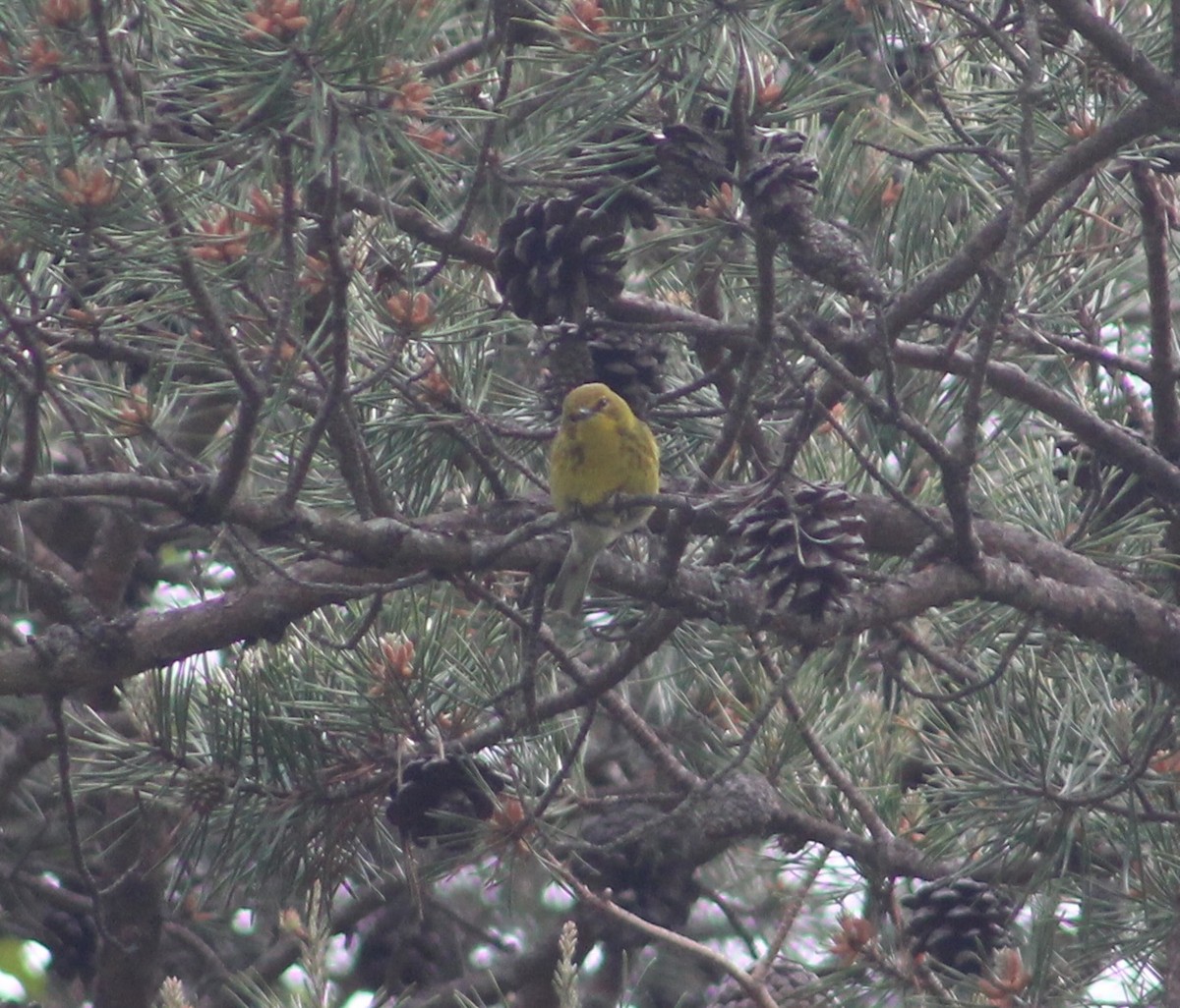 Pine Warbler - ML575142321