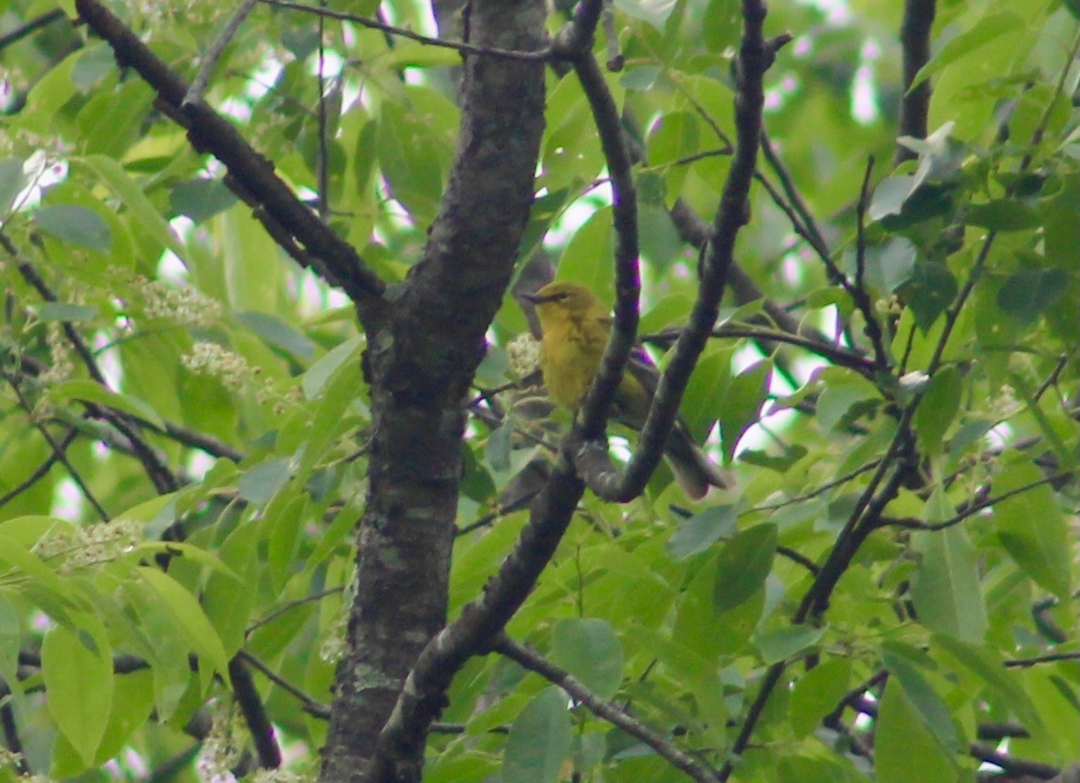 Pine Warbler - ML575142331