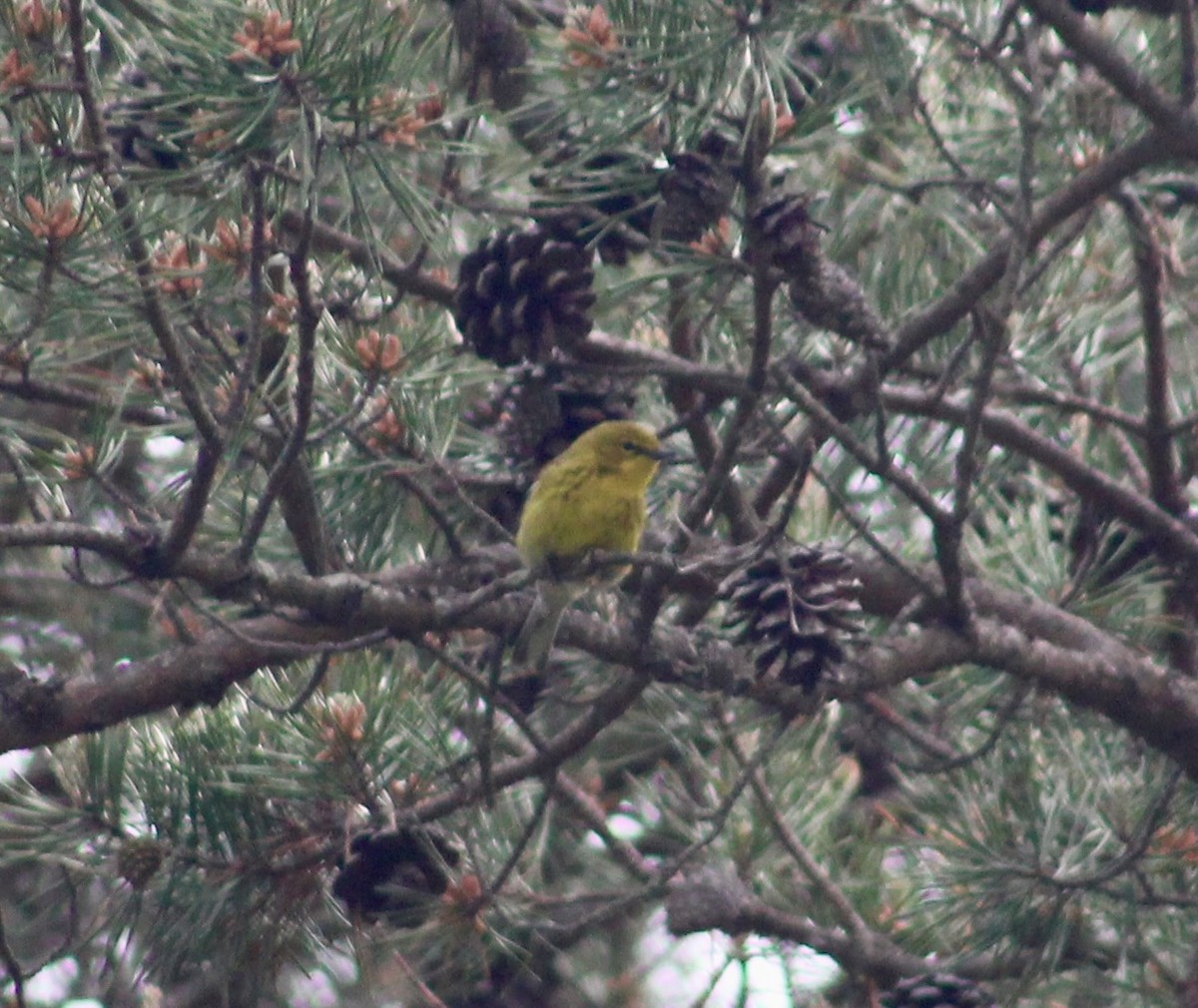 Pine Warbler - ML575142341