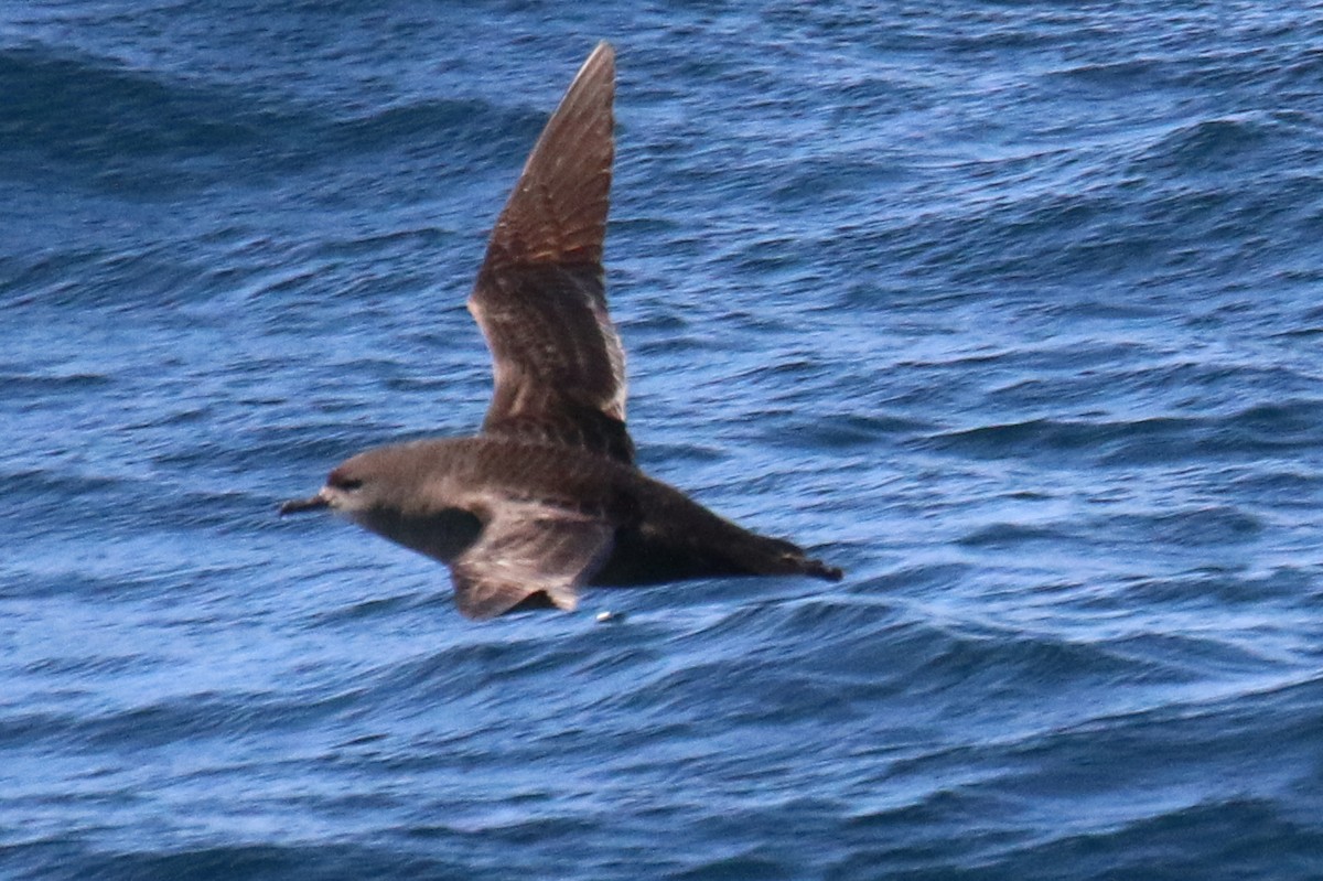 Short-tailed Shearwater - ML575143181