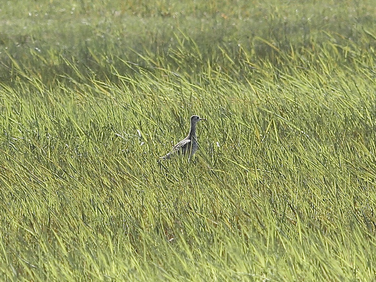 Upland Sandpiper - ML575143701