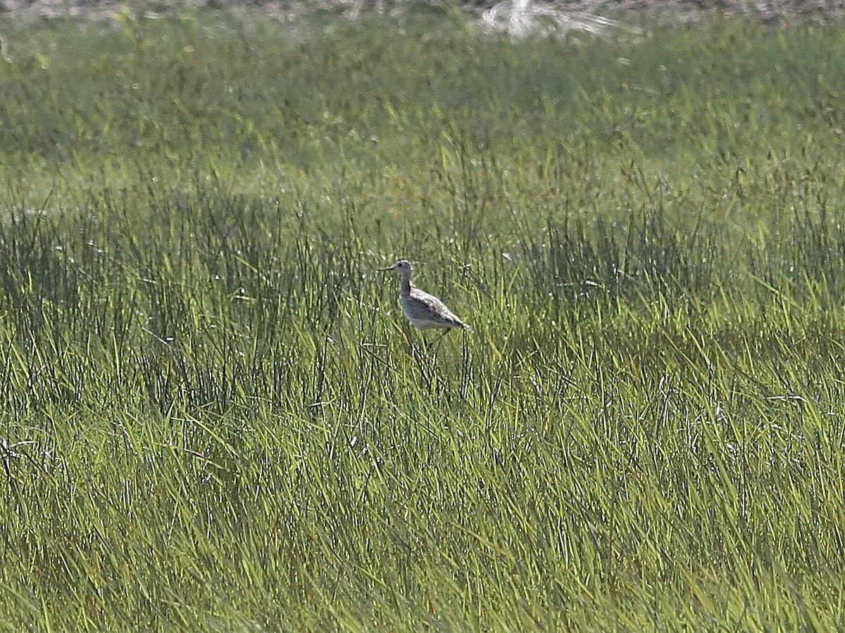 Upland Sandpiper - ML575144281