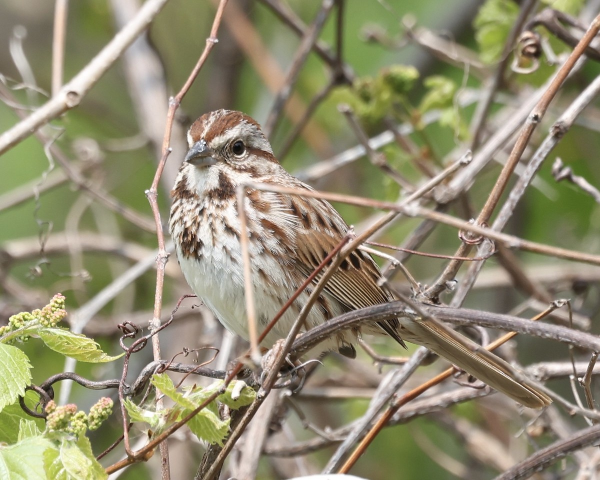 Song Sparrow - ML575144791