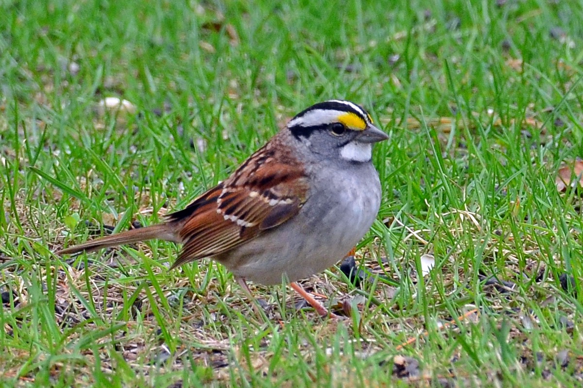 White-throated Sparrow - Duncan Mullis