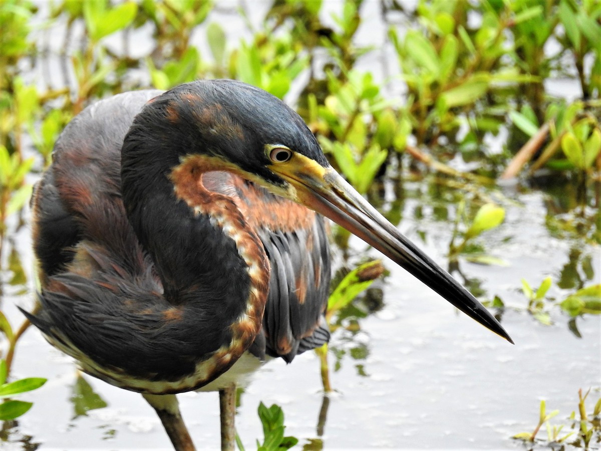 Tricolored Heron - Brittany Puite