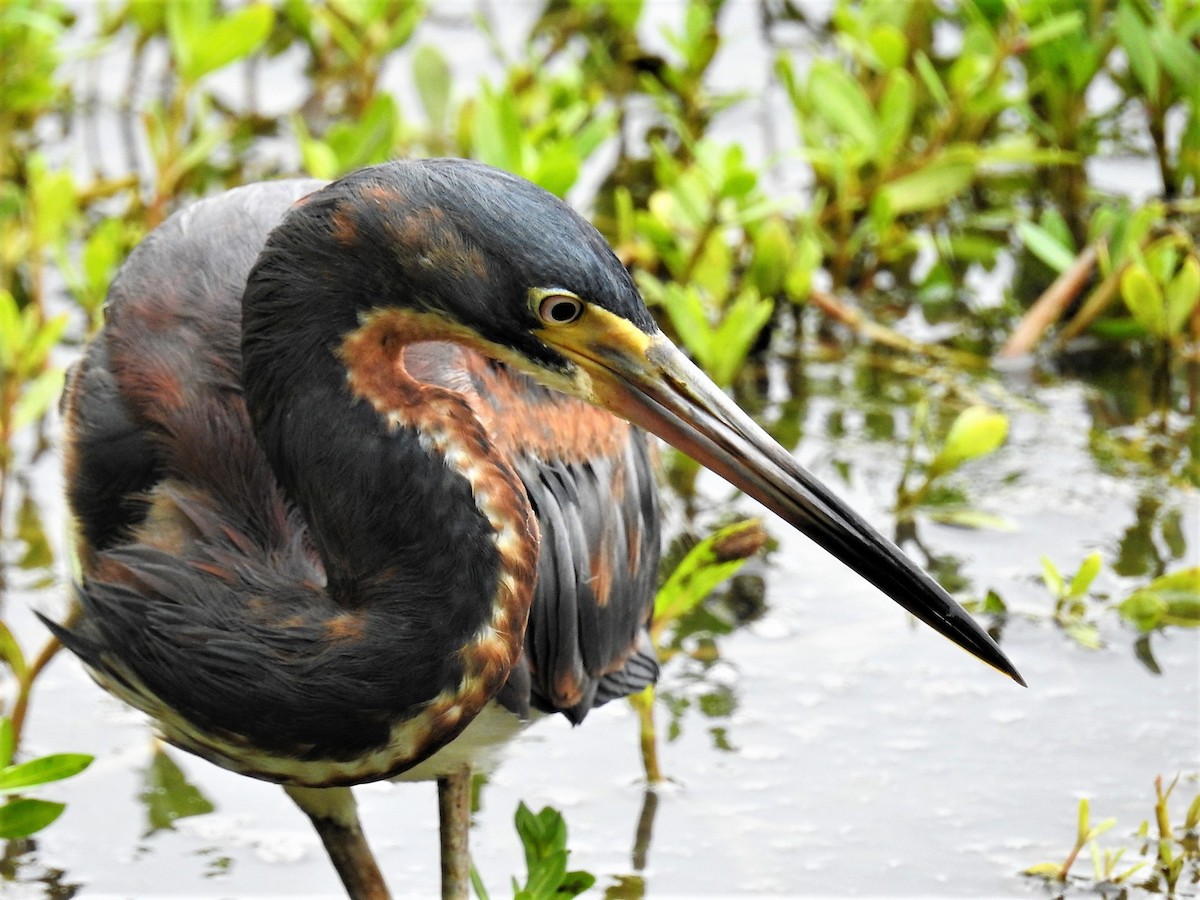 Tricolored Heron - ML575144961