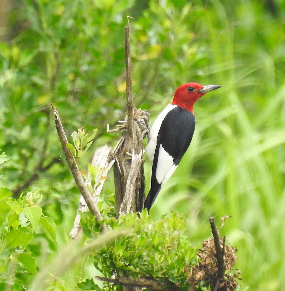 Red-headed Woodpecker - ML575145161