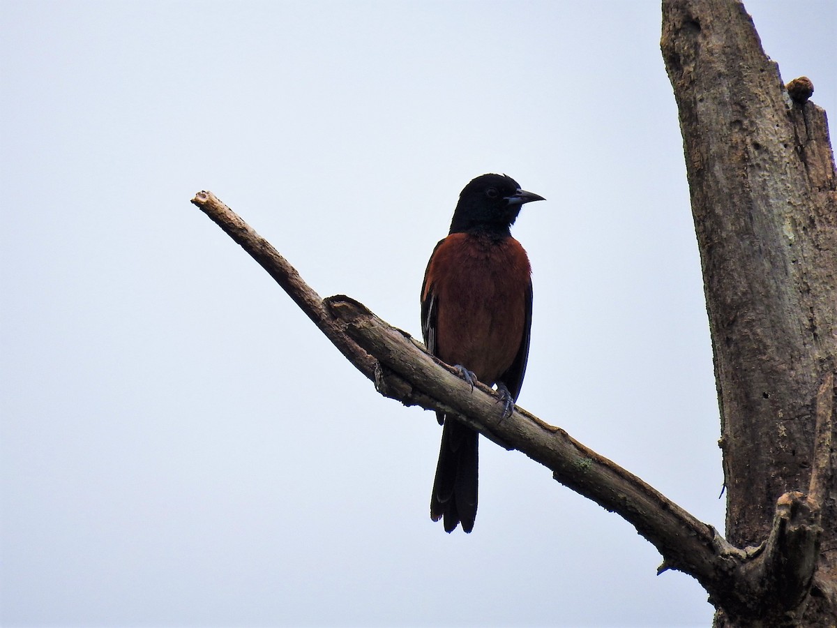Orchard Oriole - ML575145421