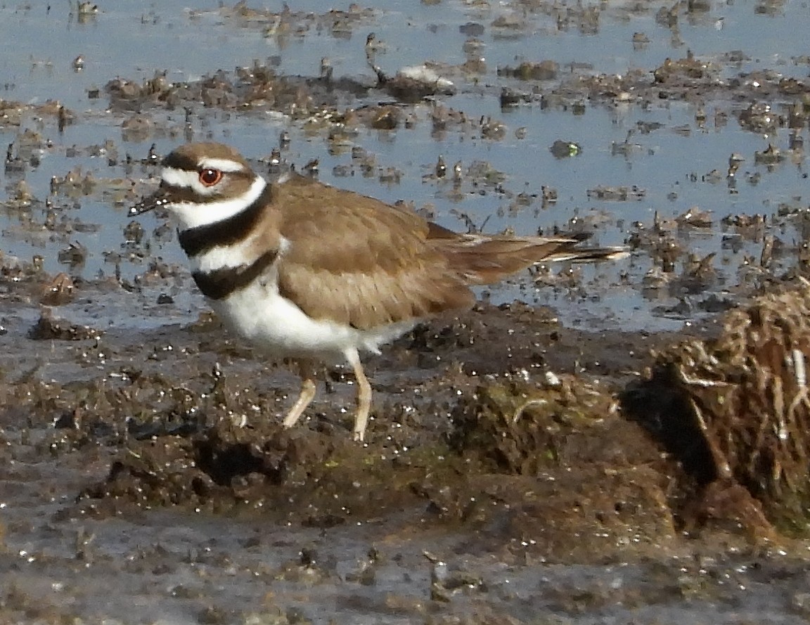 Killdeer - Richard Klauke