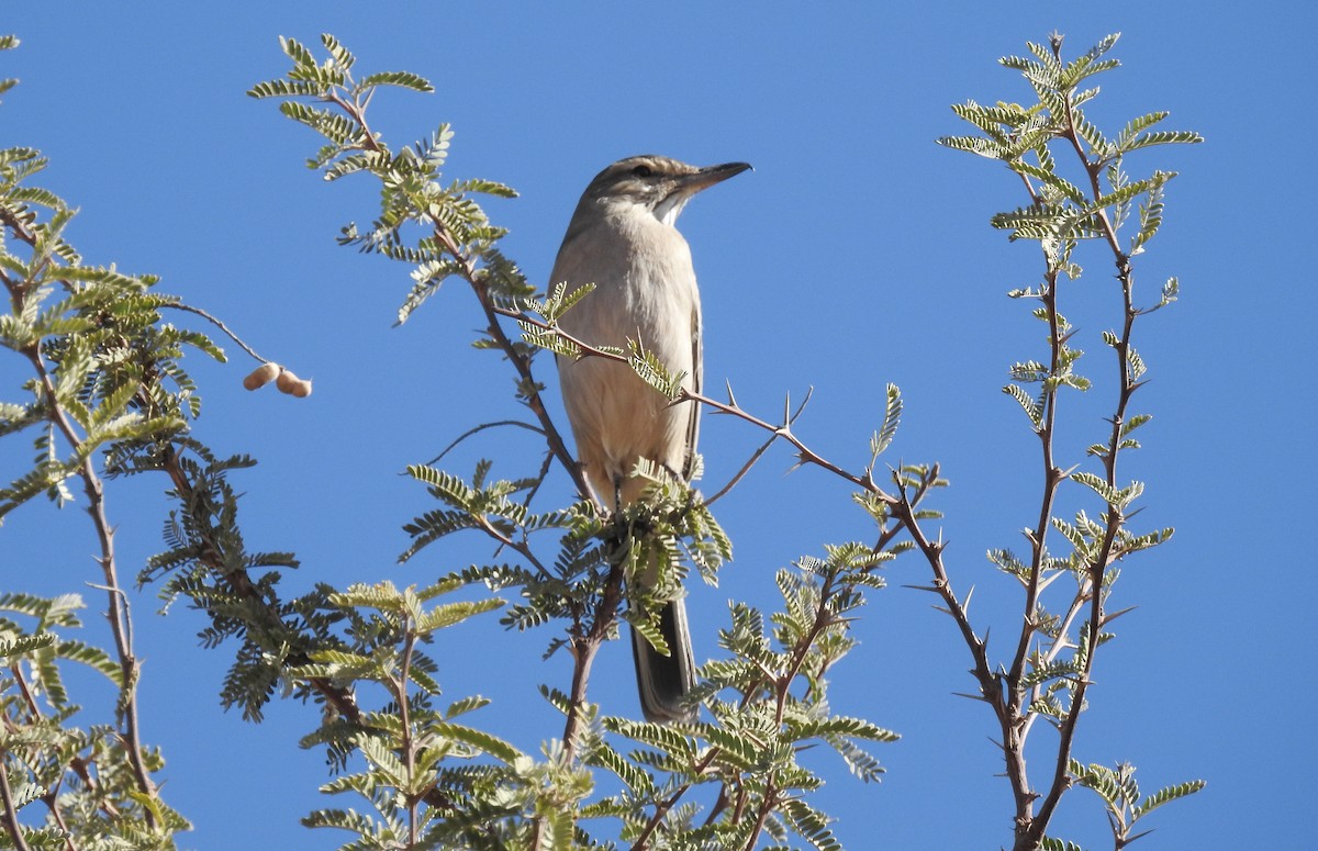 Gray-bellied Shrike-Tyrant - Natacha González