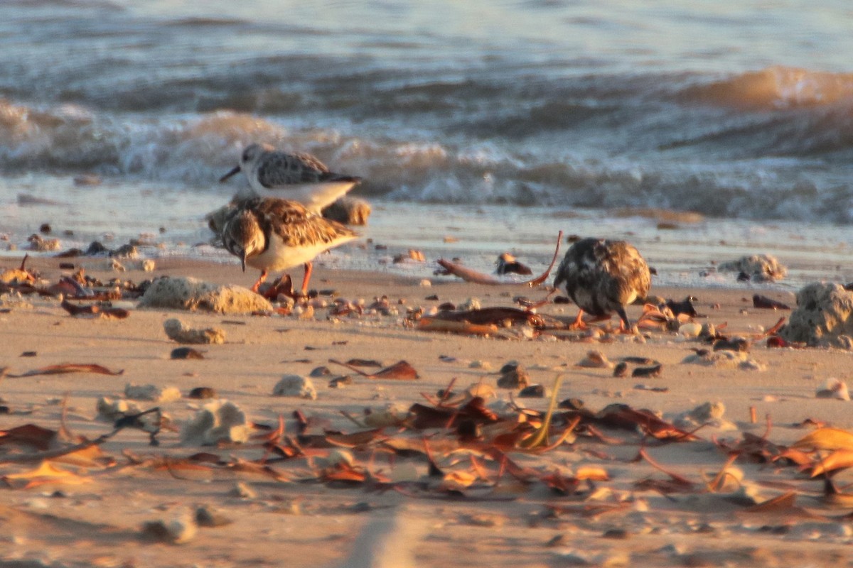 Ruddy Turnstone - ML575145931