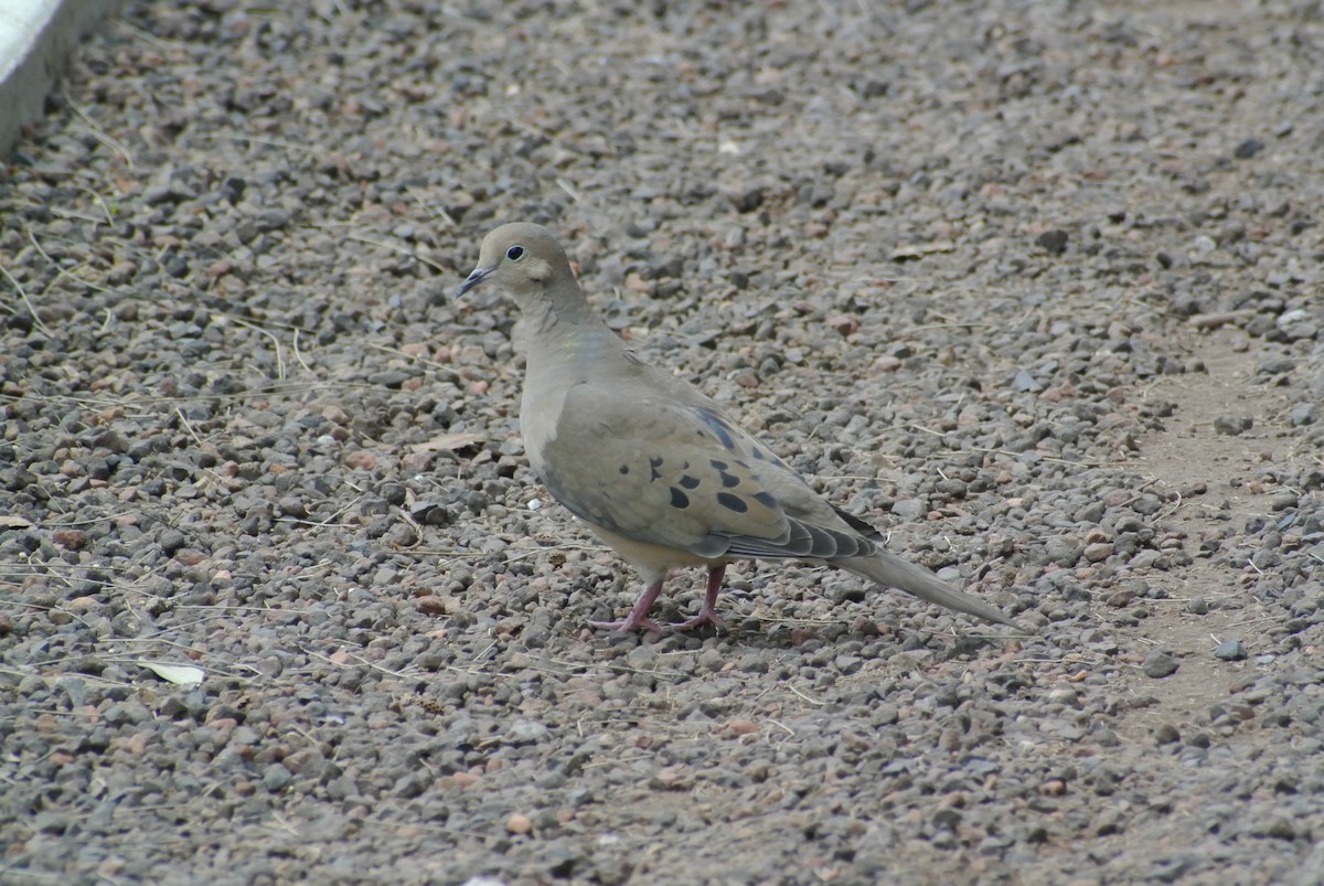 Mourning Dove - ML575145991