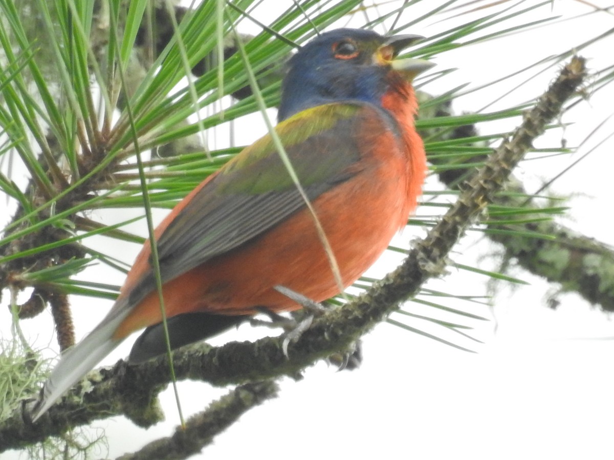 Painted Bunting - ML575146221