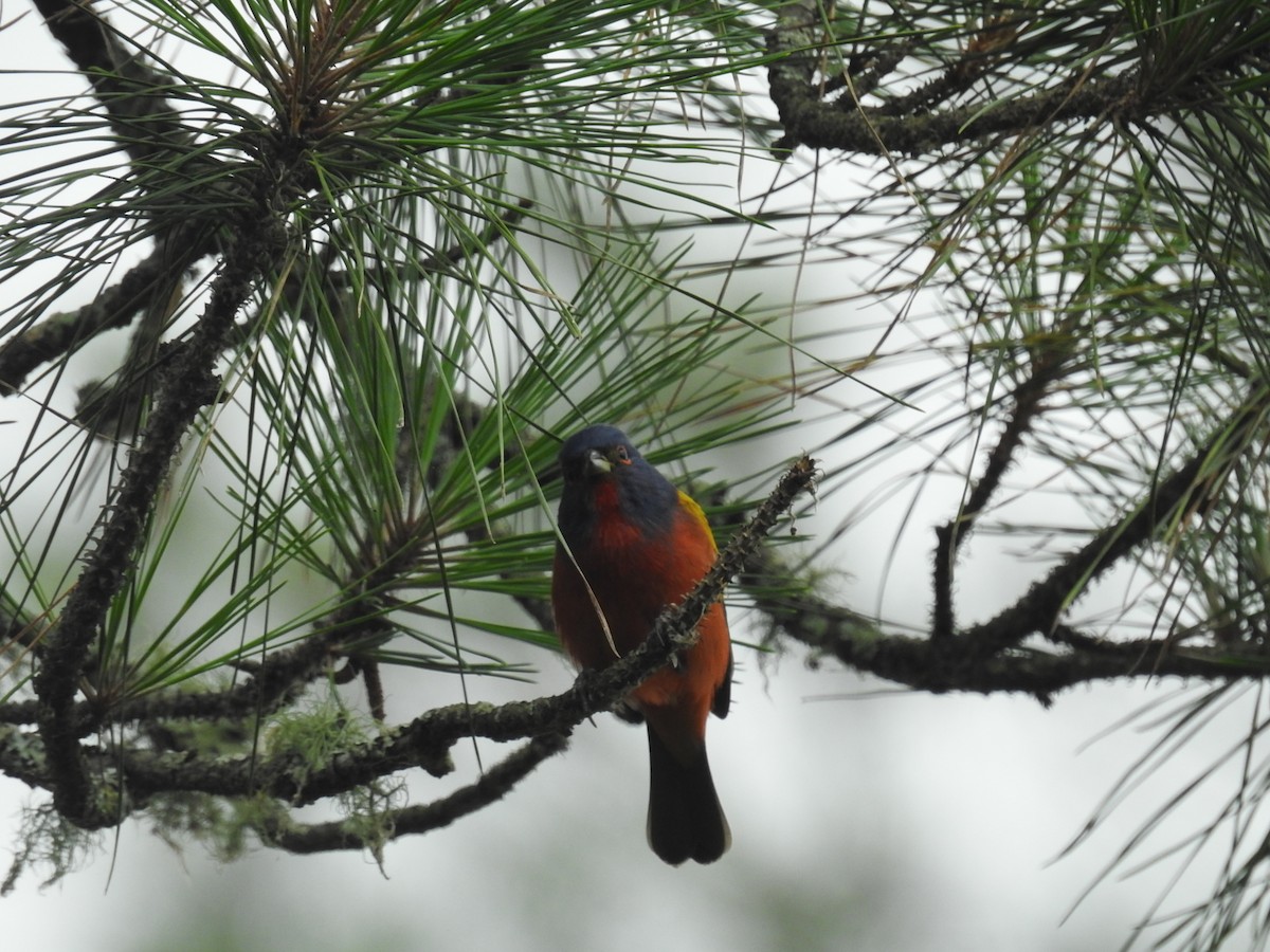 Painted Bunting - ML575146231