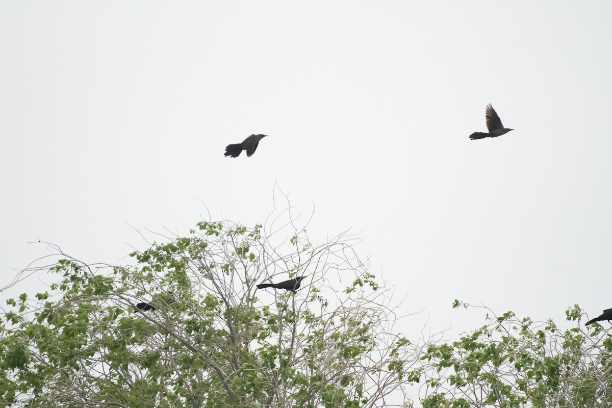 Great-tailed Grackle - ML575146311