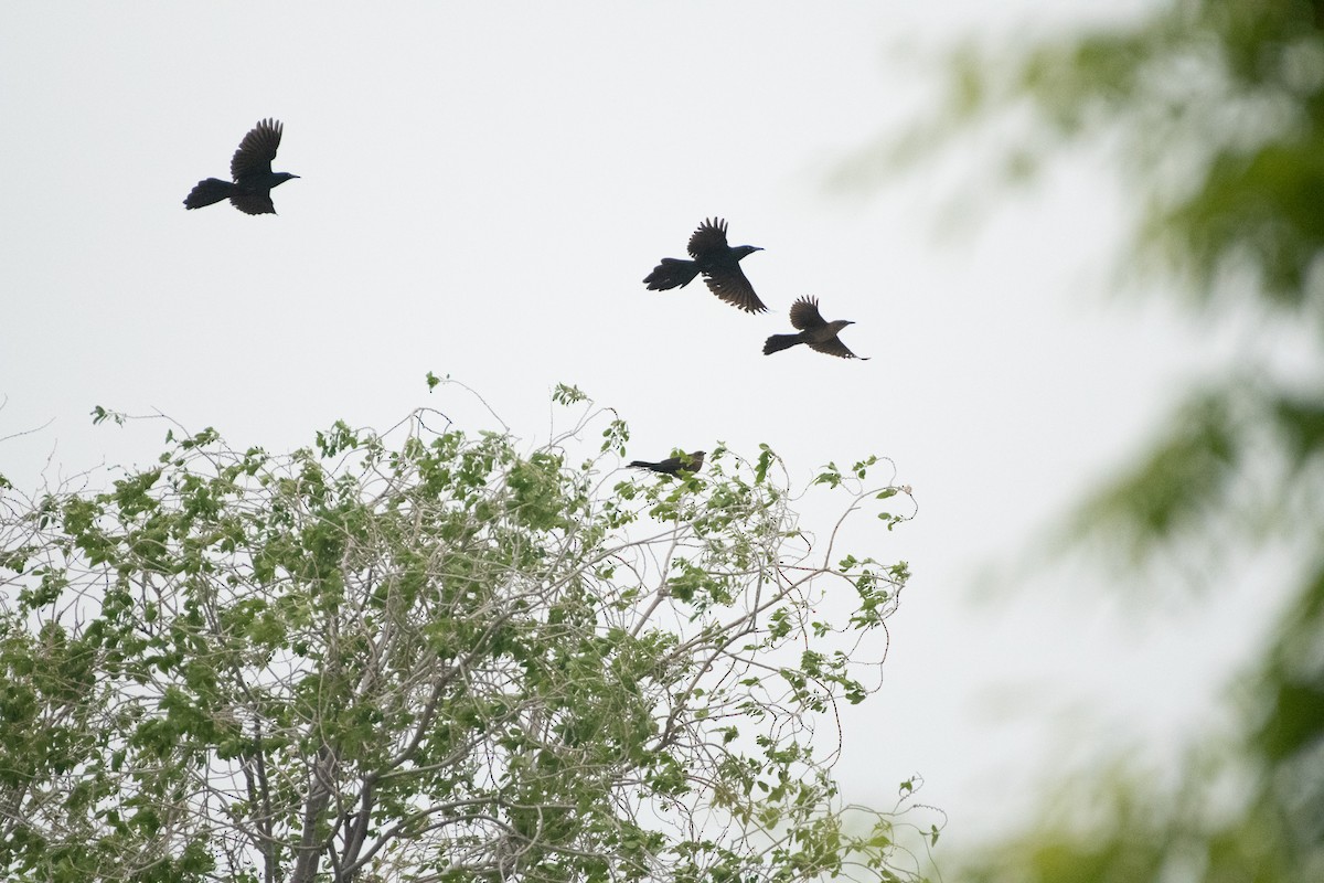 Great-tailed Grackle - ML575146321