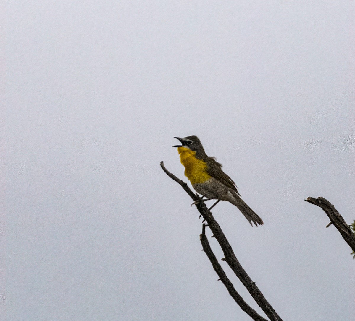 Yellow-breasted Chat - ML575146421