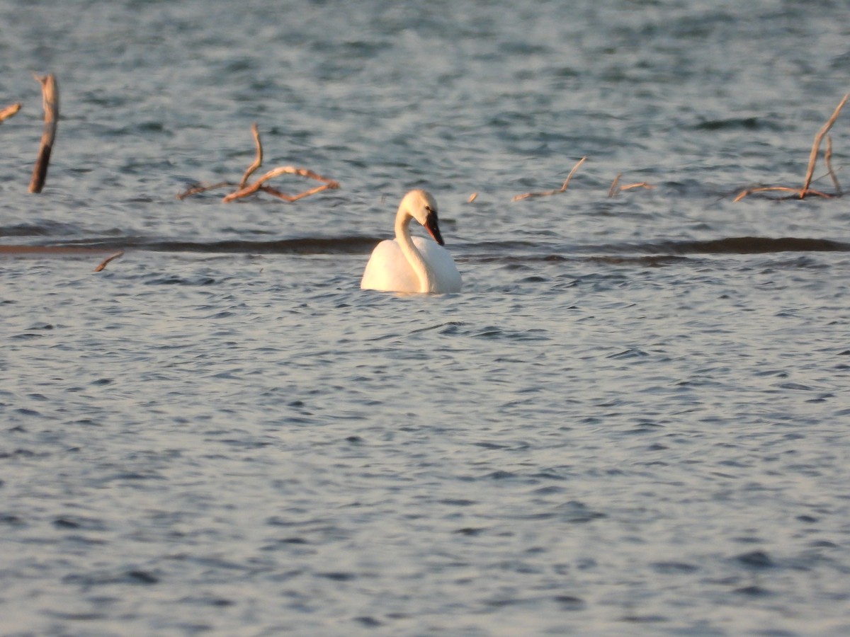 Tundra Swan - ML575146861