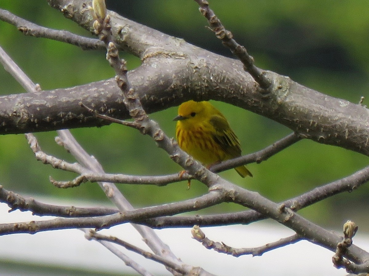 Yellow Warbler - ML57514691