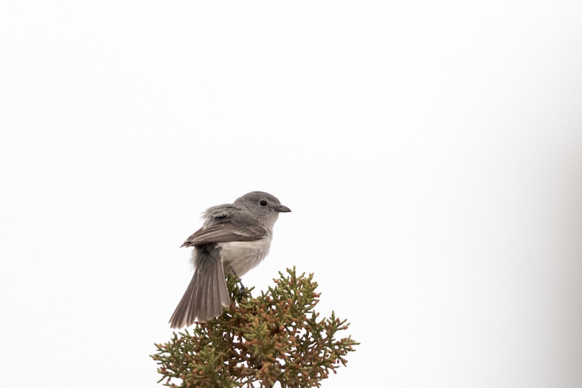 Gray Vireo - ML575147521