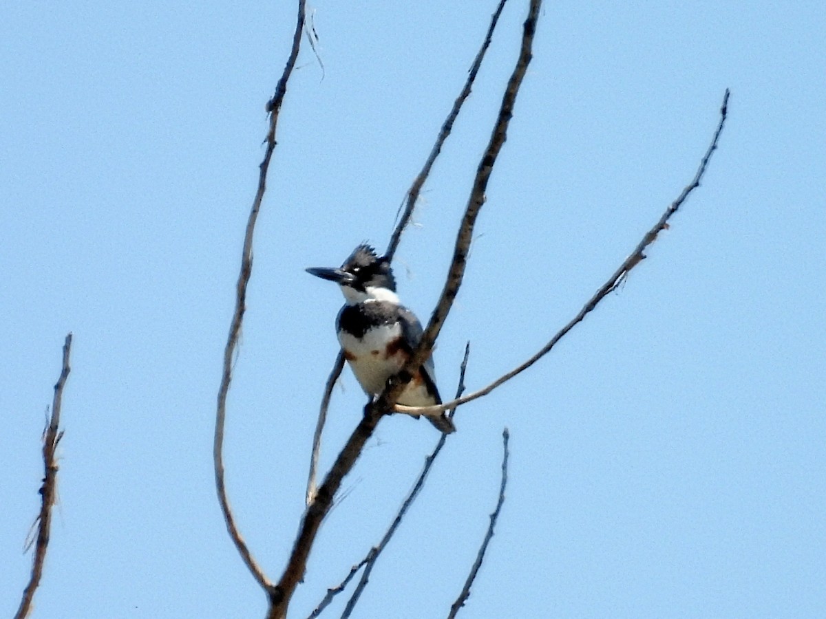 Belted Kingfisher - ML575148071
