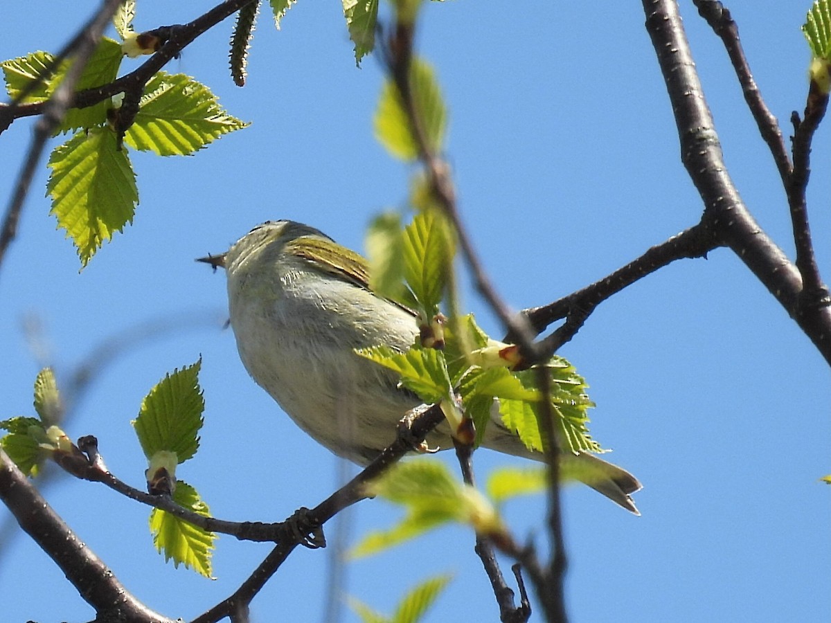 Tennessee Warbler - Melody Walsh