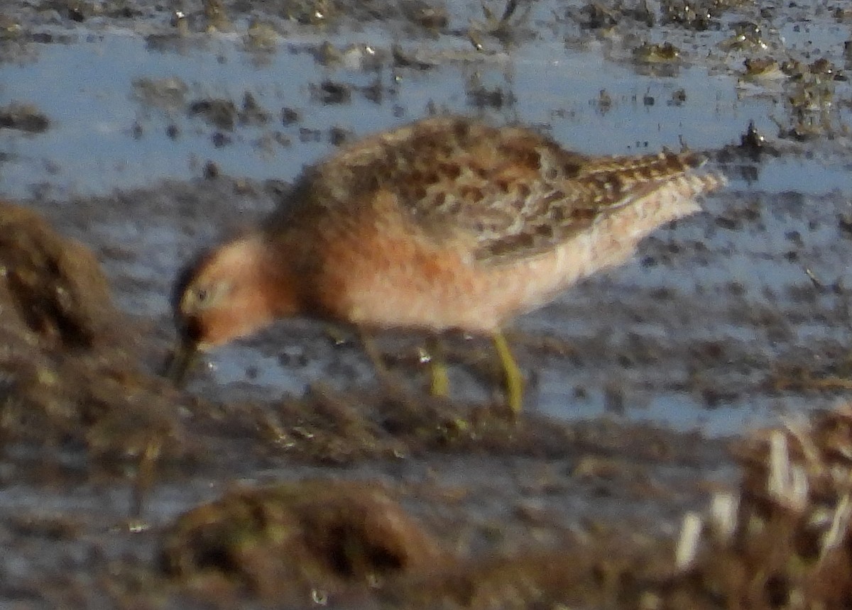 Short-billed Dowitcher - ML575149111